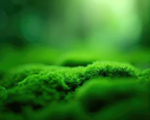 Gardinen Green moss in the forest with a natural green background © ROKA Creative