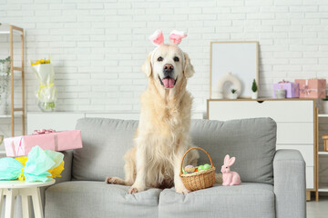 Cute Labrador dog in bunny ears with Easter eggs on sofa at home