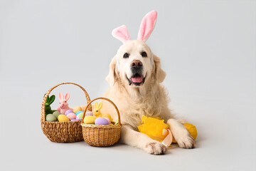 Cute Labrador dog in bunny ears with Easter eggs lying on light background
