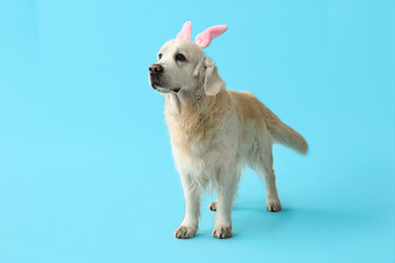 Cute Labrador dog in bunny ears on blue background. Easter celebration