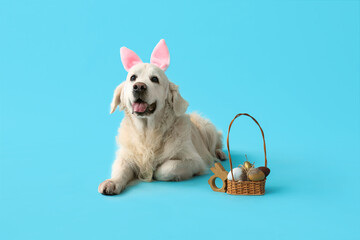 Cute Labrador dog in bunny ears with Easter eggs lying on blue background