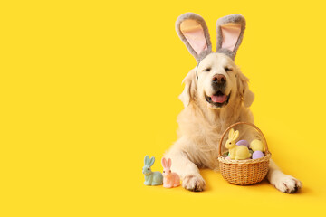Cute Labrador dog in bunny ears with Easter eggs and toy rabbits lying on yellow background