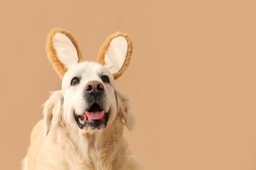 Cute Labrador dog in bunny ears on beige background, closeup. Easter celebration