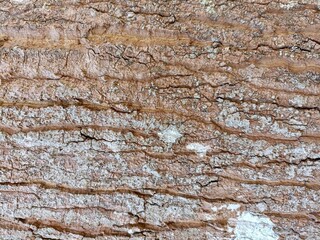 old wood texture