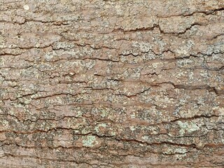 bark of a tree natural texture 