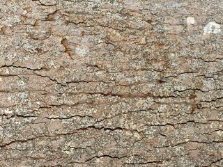 texture of the bark