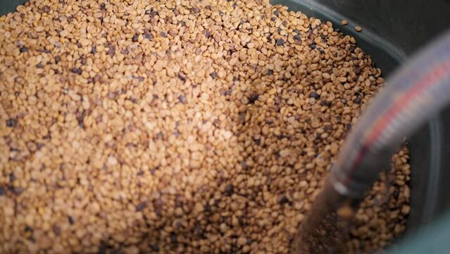 The coffee roaster is sucking the raw beans into the machine.