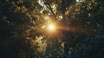 The sun shines through the trees in a forest. Generative AI.