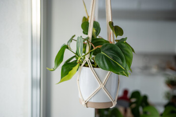 Decorative plant Philodendron Hederaceum Scandens Brasil in white ceramic pot hanging from cotton macrame at home interior. Pothos in hanging pot. Green houseplant in handmade holders made of rope. © DimaBerlin