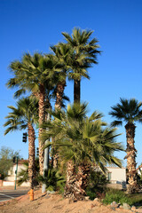 Residential street roadside corner decorated with beautiful palm trees in Phoenix, Arizona, on a warm and sunny winter day 