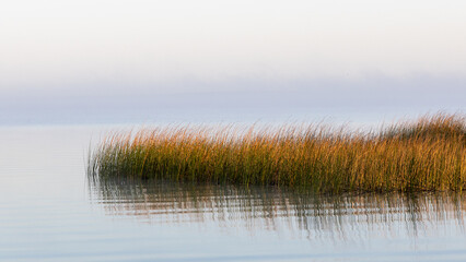 Reeds reflecting on a very calm morning on the Coorong at Meningie South Australia on October 2nd 2023