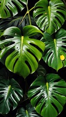 Large green monstera leaves on a dark background