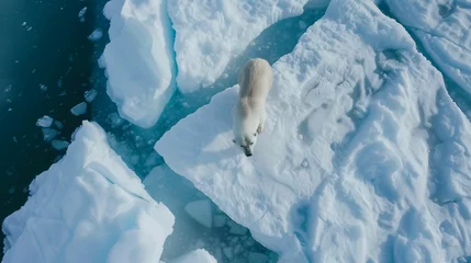 Gordijnen Overhead view of polar bear on melting ice, climate change impact, Arctic survival, wildlife conservation, nature photography © Julia