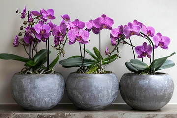 Elegant Purple Orchids in Grey Stone Planters, Vibrant Floral Display, Home Decor Concept, Nature's Beauty Indoors