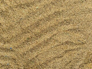 Paddy rice grain drying on a wide field