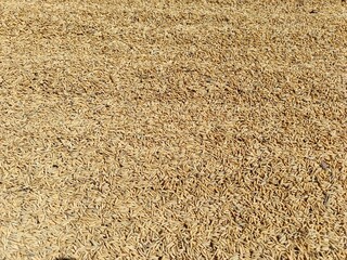 Paddy rice grain drying on a wide field