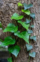 Ivy plant creeps up the side of a tree trunk in a garden