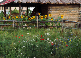 Rural landscape. White yarrow, red poppies, blue cornflowers in green grass. In the background, a fence with an earthenware jug and yellow sunflowers against the backdrop of a wooden house.
