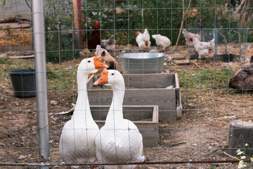 In the foreground are two white geese in a traditional rural barnyard. Chickens in the background. Close-up of waterfowl standing in a birdcage in a yard. Poultry farming concept.