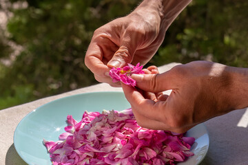 Hands of young man, plucking rose petals. Close-up of hands and pink petals in bowl of mint green...