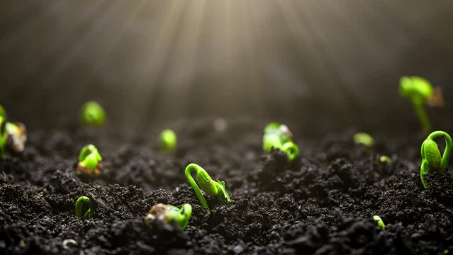 Growing plants in timelapse, Sprouts Germination, Seeds sprout through the soil, Newborn seeds, The birth of a new life in nature, Cutting a sprout through the ground