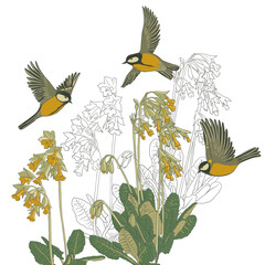 flowers of primrose and tit birds, vector drawing wild plant at white background , hand drawn natural illustration