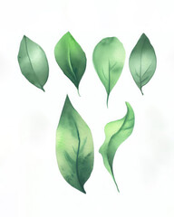 Green watercolor leaves set. Hand-drawn leaf. High-quality photo