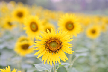 Fototapeta premium Beautiful field Fresh Sunflower blooming in the morning sun shine golden light and blurry with nature background in the garden, Thailand.