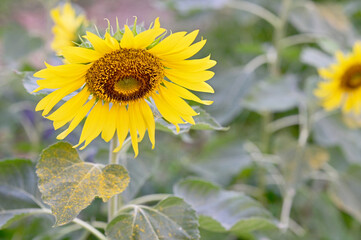 Beautiful field Fresh Sunflower blooming in the morning sun shine golden light and blurry with nature background in the garden, Thailand.