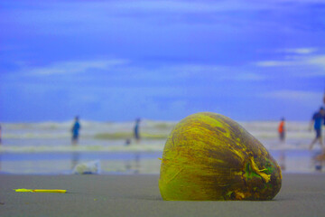 Coconuts washed up on the beach.