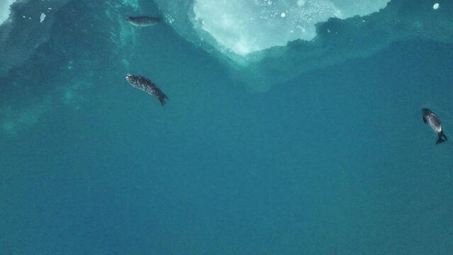 Spotted Seals Swimming In Jokulsarlon Glacier Lagoon In South Iceland. aerial static shot
