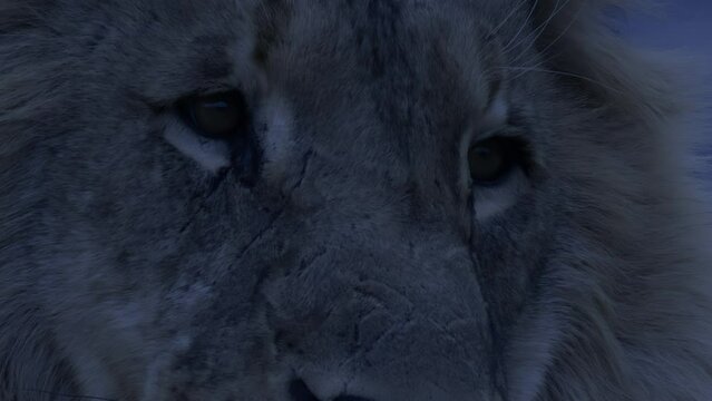 Night time close up of a lion face