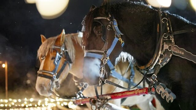 Draft Horses With Harnesses on Cold WInter Night, Slow Motion of Animal's Breath Vapor, Close Up