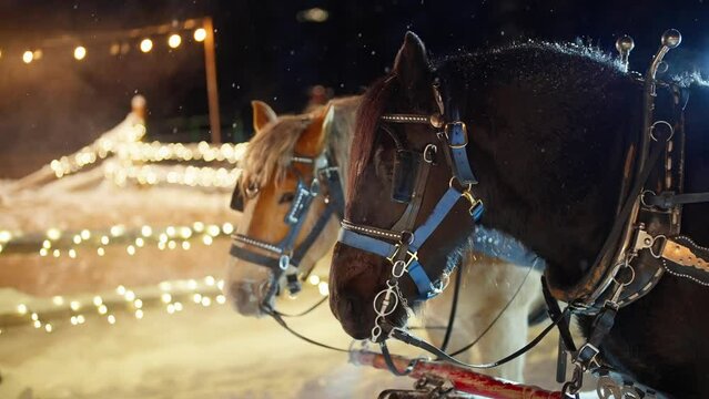 Slow Motion of Snowflakes Falling on Harnessed Carriage Horses on Cold Winter Night, Christmas Scenery