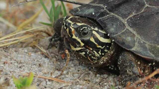Close-up Of Chicken Turtle Native To The Southeastern United States.