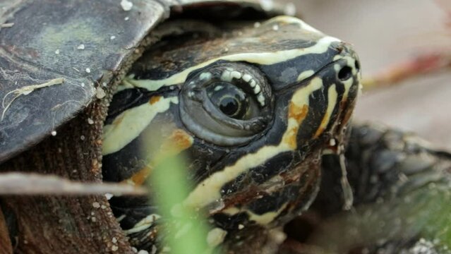 Extreme Headshot Chicken Turtle (Deirochelys reticularia). Close Up Shot