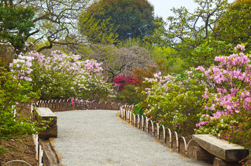 Path Through Azalea Garden at  Ashikaga Flower Park, Tochigi prefecture, Kanto, Japan.