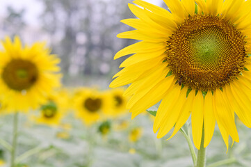 Beautiful field Fresh Sunflower blooming in the morning sun shine golden light and blurry with nature background in the garden, Thailand.