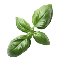 Obraz premium basilic leaves cut out, fresh basil isolated on a transparent background, 