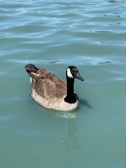 country goose branta canadensis