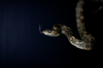Culebra lira con fondo negro