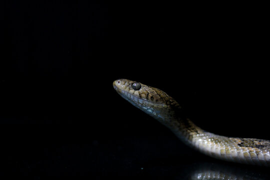 Culebra lira