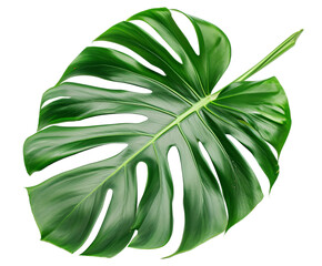 Monstera leaf cut-out background