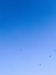 birds fly