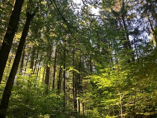 Fototapeta na wymiar Wald, Wege und Landschaft