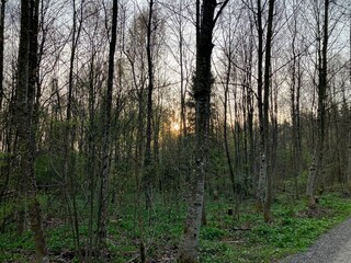 Obraz premium Wald, Wege und Landschaft