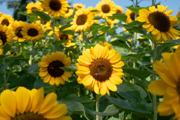 Sunflowers for nature background.