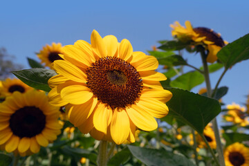 Sunflowers for nature background.