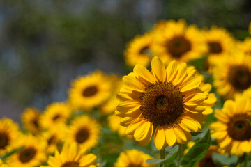 Sunflowers for nature background.