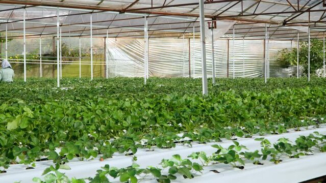 Strawberry Greenhouse Da Lat Vietnam - Female Farmer Worker Collects Ripe Fruits Growing Under Controlled Environment Conditions, Slow motion Pan